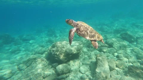 Wild Loggerhead Sea Turtle Surfacing for Oxygen in Kefalonia Greece Vidéo 345944205