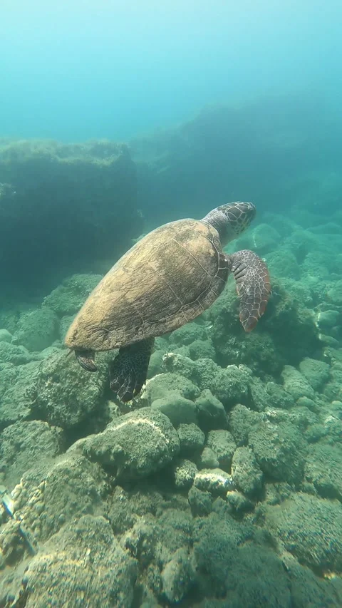 Wild Loggerhead Sea Turtle Swimming Above Clear Sandy Bottom at Mounda Beach Stock Footage 337323892