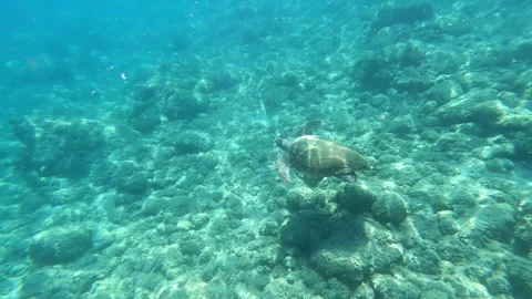 Wild Loggerhead Sea Turtle Swimming at Pessada Beach Kefalonia Greece Stock Footage 339282625