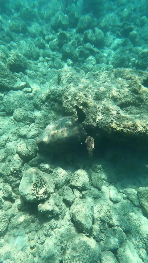 Wild Loggerhead Sea Turtle Swimming in Lefka Beach Kefalonia Greece Video stock 341698387