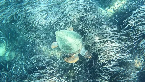 Wild Loggerhead Turtle Feeding in Crystal Clear Waters Kefalonia Greece Video stock 333645162