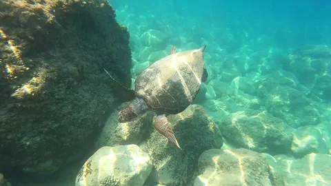Wild Loggerhead Turtle Foraging Over Rocky Seabed Kefalonia Greece Stock Footage 331789376