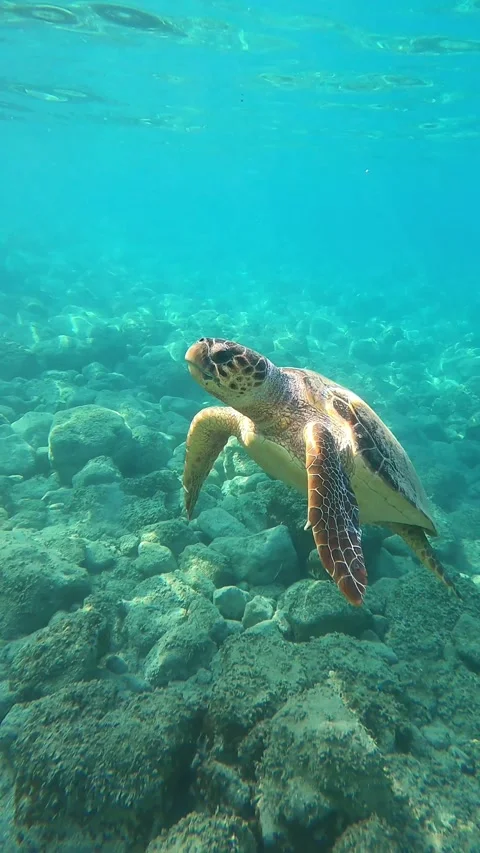Wild Loggerhead Turtle Gliding Smoothly in Ionian Sea Greece Video stock 331726626