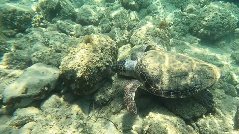 Wild Loggerhead Turtle Grazing in Clear Waters Kefalonia Greece Stock Footage 332160317
