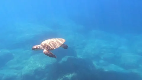 Wild Loggerhead Turtle Sighted in Crystal Clear Kefalonia Waters Stock Footage 332160590