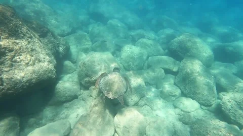 Wild Loggerhead Turtle Spotted in Crystal Clear Kefalonia Sea Greece Vídeos de archivo 333606010