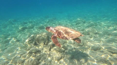 Wild Loggerhead Turtle Spotted at Platia Ammos Beach Kefalonia Greece Video stock 341909062