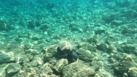 Wild Loggerhead Turtle Spotted at Platia Ammos Beach Kefalonia Greece Video stock 341909064