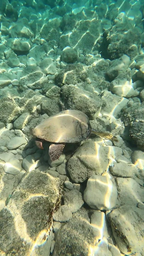 Wild Loggerhead Turtle Spotted at Platia Ammos Beach Kefalonia Greece Video stock 341909189