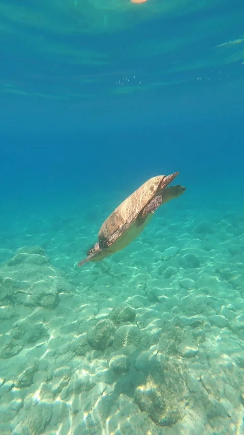 Wild Loggerhead Turtle Spotted at Platia Ammos Beach Kefalonia Greece Video stock 341909223