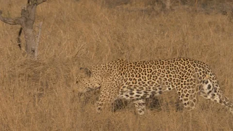 Wild lone leopard slowly walking through African grassland, side-on medium Stock Footage 119222503