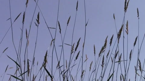 Wild Long Grass Swaying in Wind Stock Footage 42771308