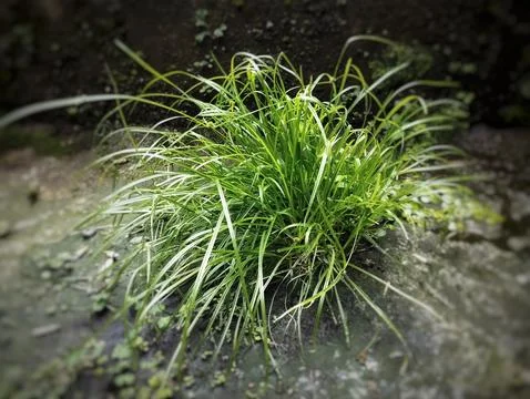 Wild long leaf grass Stock Photos