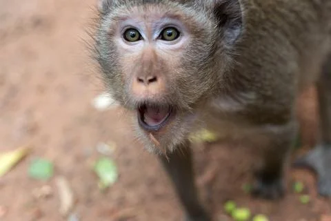 Wild long tail macaque monkey in the forest of Cambodia closeup Stock Photos