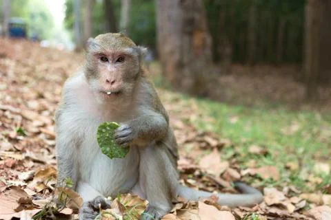Wild long tail macaque monkey in the forest of Cambodia closeup Stock Photos