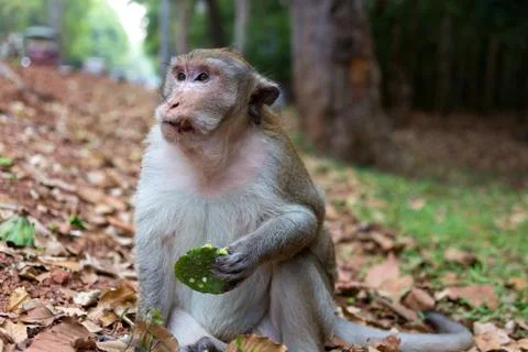 Wild long tail macaque monkey in the forest of Cambodia Stock Photos