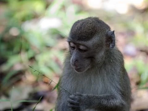 A wild long tailed macaque monkey in the rainforest of Borneo. Looking down to a Stock Photos