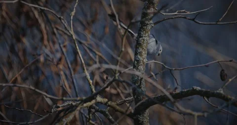 Wild Long-tailed Tit Aegithalos caudatus eating an insect on a branch Stock Footage 331946729