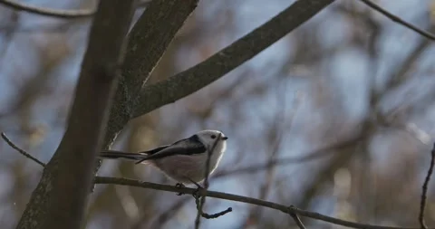 Wild Long-tailed Tit Aegithalos caudatus perched on a tree branch in winter Stock Footage 341157102