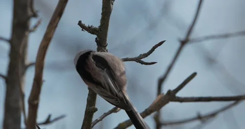 Wild Long-tailed Tit Aegithalos caudatus eating an insect on a branch Stock Footage 341157661