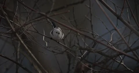 Wild Long-tailed Tit Aegithalos caudatus in motion among tree branches Stock Footage 341159902