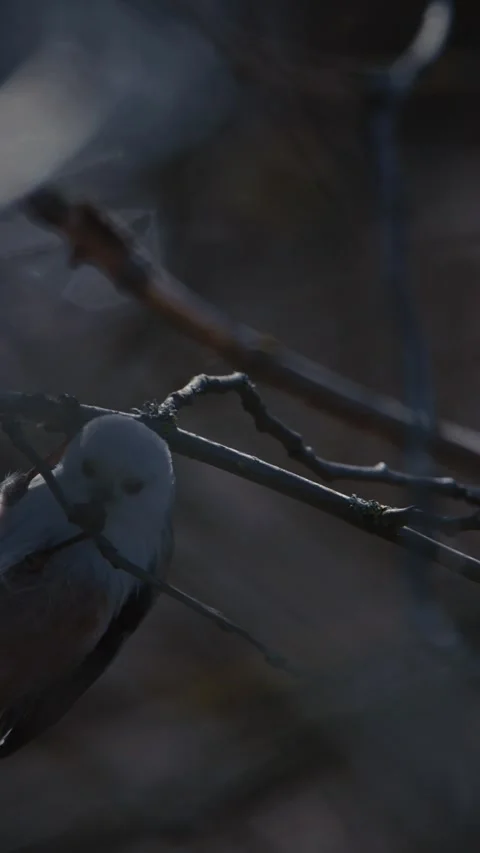 Wild Long-tailed Tit Aegithalos caudatus eating an insect on a branch Stock Footage 341160317