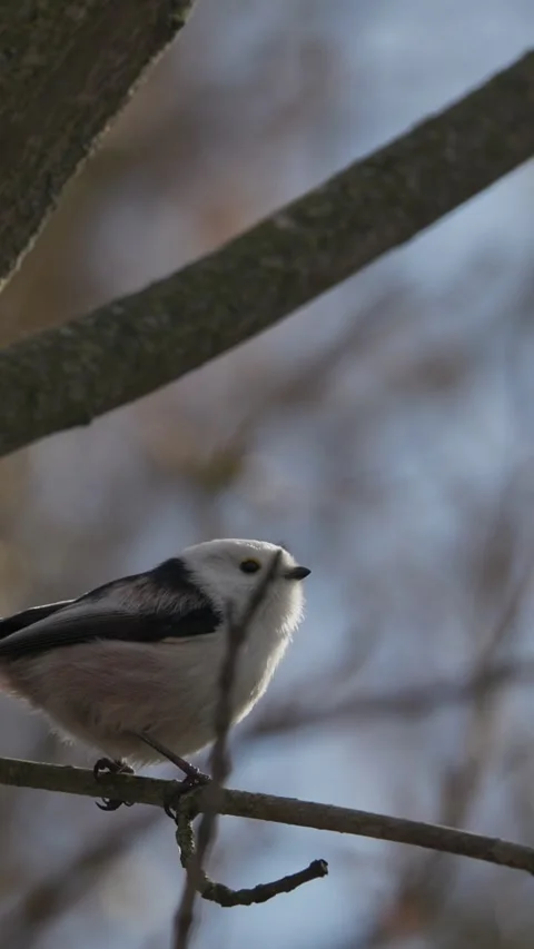 Wild Long-tailed Tit Aegithalos caudatus perched on a tree branch in winter Stock Footage 341365997