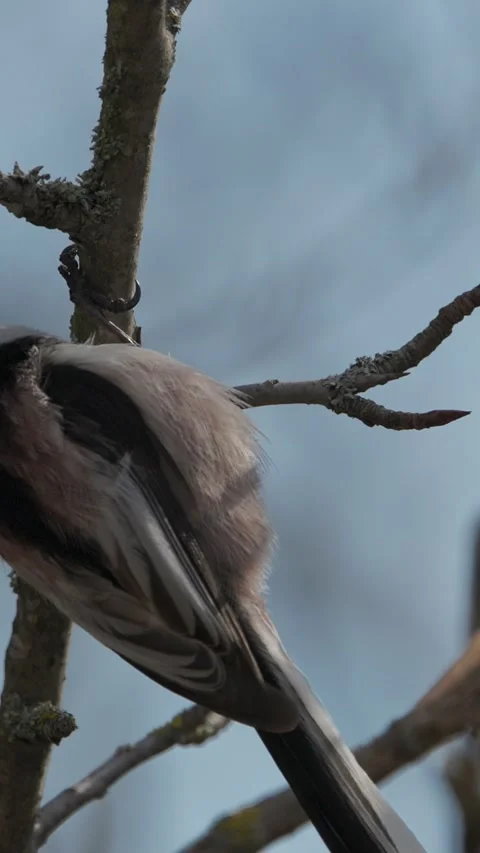 Wild Long-tailed Tit Aegithalos caudatus eating an insect on a branch Stock Footage 341366062