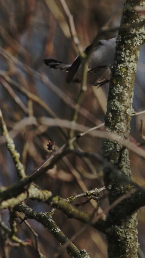 Wild Long-tailed Tit Aegithalos caudatus eating an insect on a branch Stock Footage 341366233