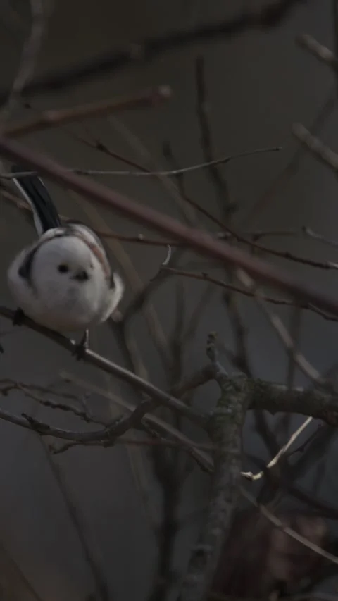 Wild Long-tailed Tit Aegithalos caudatus in motion among tree branches Stock Footage 341366272