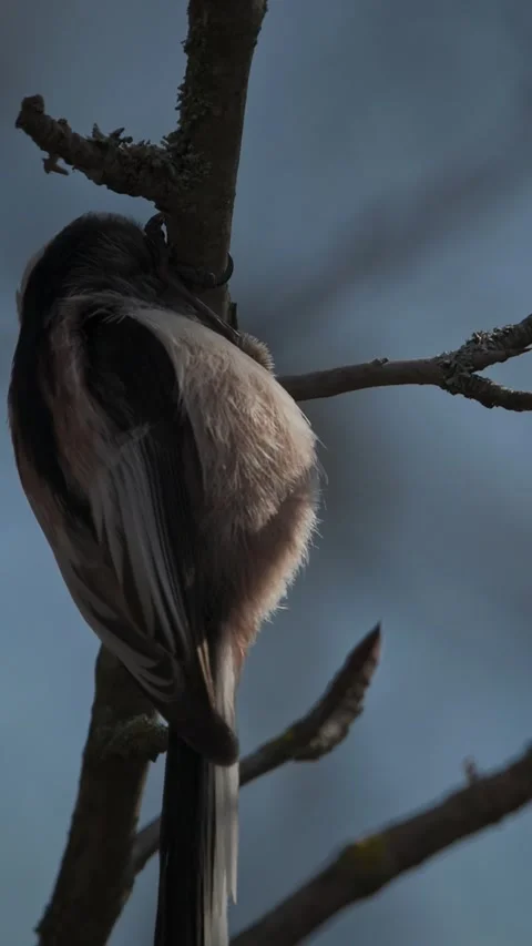 Wild Long-tailed Tit Aegithalos caudatus eating an insect on a branch Stock Footage 341366286