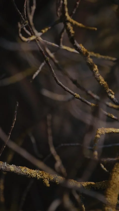 Wild Long-tailed Tit Aegithalos caudatus eating an insect on a branch Stock Footage 341366300