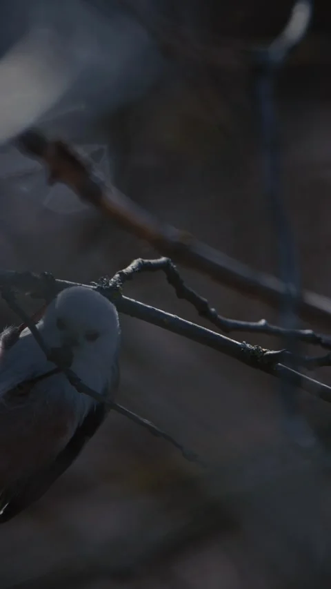 Wild Long-tailed Tit Aegithalos caudatus eating an insect on a branch Stock Footage 341366347