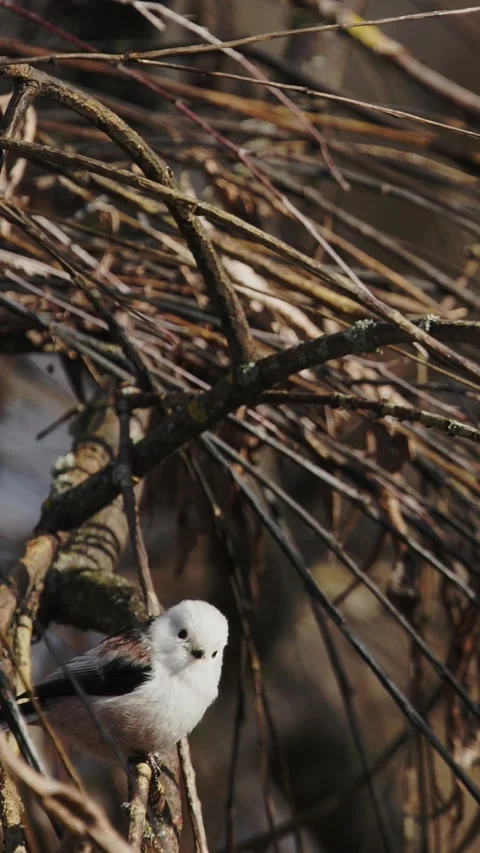 Wild Long-tailed Tit Aegithalos caudatus in motion among tree branches Stock Footage 341369057
