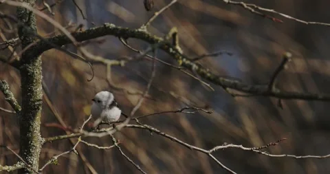 Wild Long-tailed Tit Aegithalos caudatus perched on a tree branch in winter Stock Footage 341369167