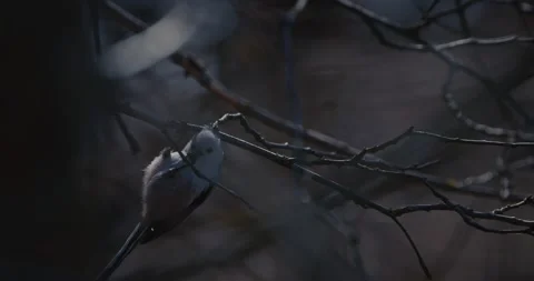 Wild Long-tailed Tit Aegithalos caudatus eating an insect on a branch Stock Footage 342943188