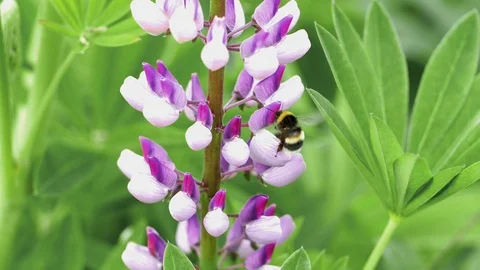 Wild lupin with bee in Norway 스톡 동영상 70163389