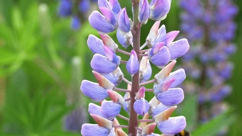 Wild lupin with bee in Norway 스톡 동영상 70165261