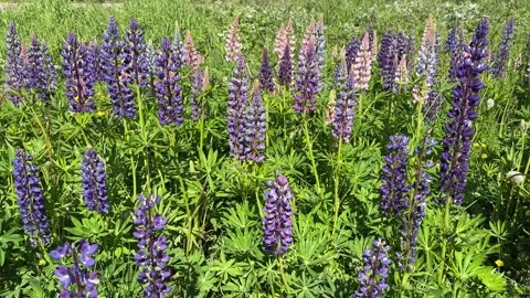Wild lupins Stock Footage 301110762