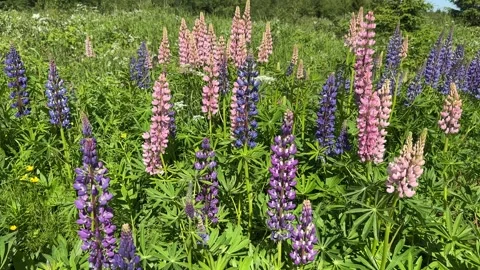 Wild lupins Stock Footage 302205394