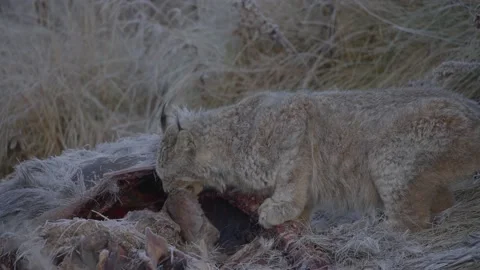 Wild lynx feeding on moose Stock Footage 169766491
