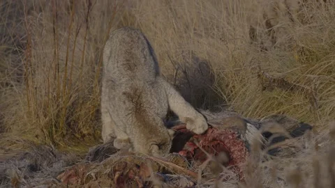 Wild lynx feeds on moose Stock-Footage 169769410