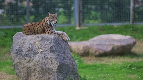 Wild lynx Vídeos de archivo 34577123