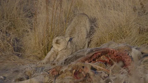 Wild lynx stretches Stock Footage 169767620