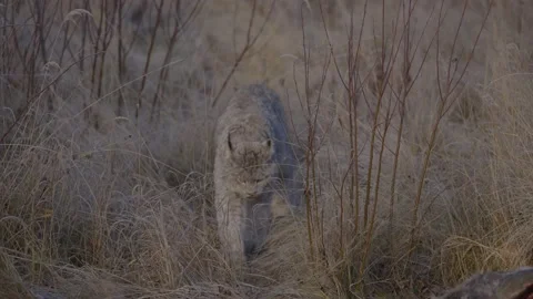 Wild lynx walks into frame Stock-Footage 169766685