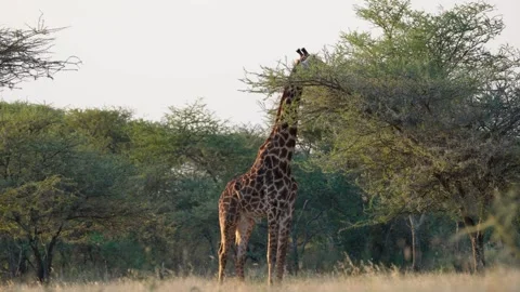 Wild Maasai Giraffe Eating Stock Footage 327620404