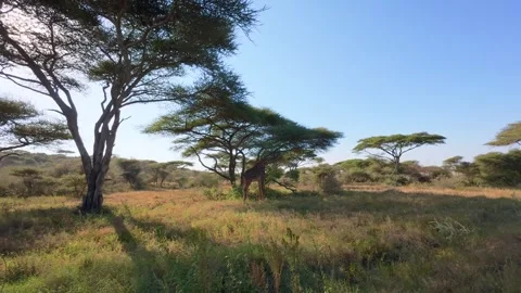 Wild Maasai Giraffe Eating Stock Footage 327620419