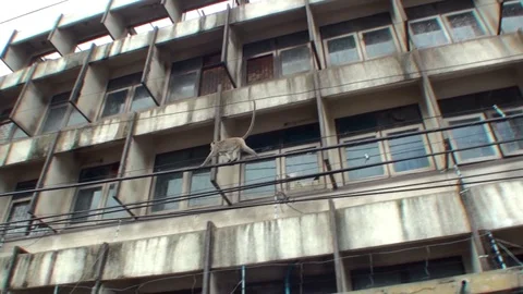 Wild macaque goes through an electric wire. Distant plan. Thailand 库存影片 112999384