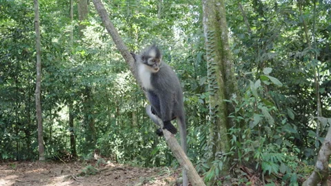 Wild macaque looking around while sitting on tree branch in Sumatra jungle Stock Footage 321000228