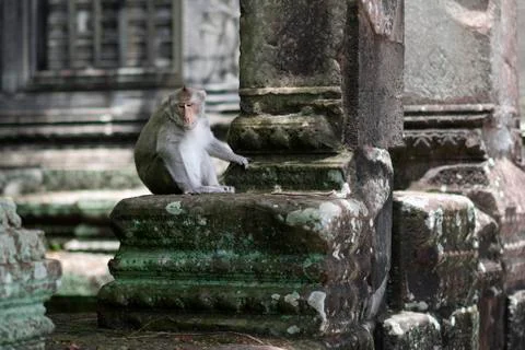 Wild macaque monkey at Angkor Wat Temple, near Siem Reap, Cambodia Foto stock